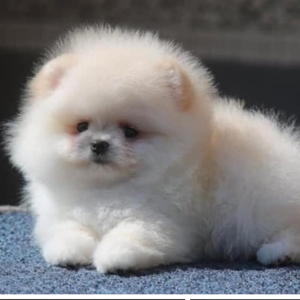 Meet your Posher, Ramon